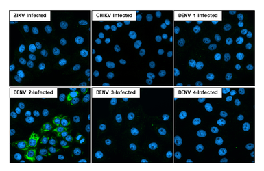 Anti-Dengue virus NS1 protein antibody [GT4212] used in Immunocytochemistry/ Immunofluorescence (ICC/IF). GTX630556